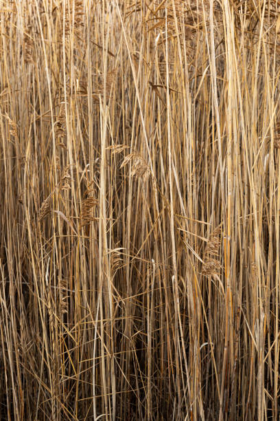 istock Thicket of dry rushes 1798813288