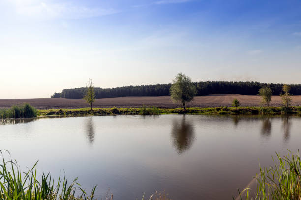 a small tree growing on the shore of a lake