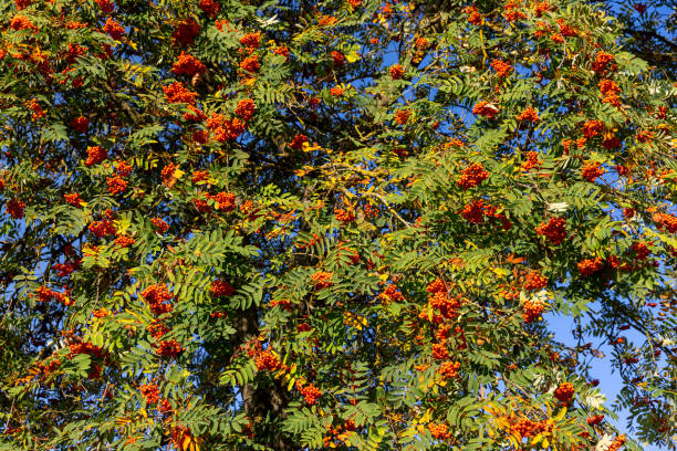 istock autumn changes on rowan trees on a sunny day 1798816999