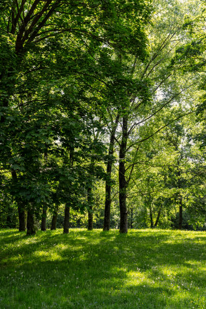 istock deciduous trees with green foliage in spring, green foliage 1798818185