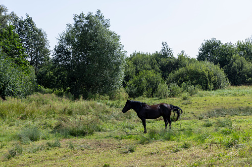 a domestic horse grazing in the summer, grazing a horse in a clearing with green grass near the forest