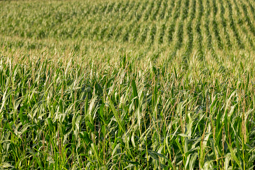 green corn field in the summer season, harvest corn for sale and income