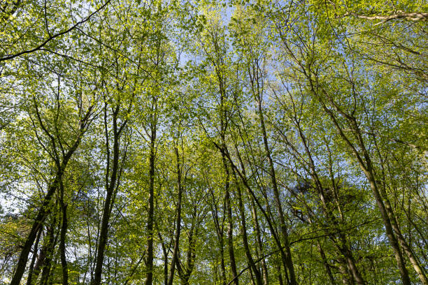 istock deciduous trees in the forest in the spring season 1798820998
