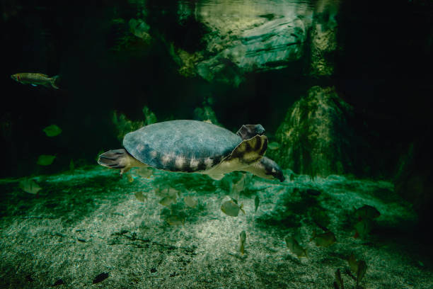 istock From below of calm big pig nosed turtle 1798831776