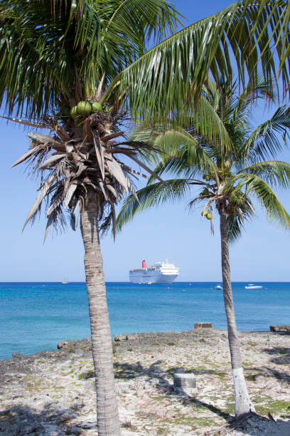 The view of two Grand Cayman island palm trees with iguana sitting on a branch and a cruise ship drifting in a background (Cayman Islands).