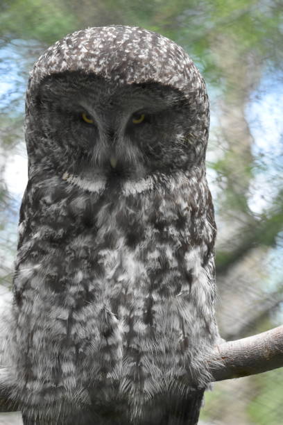 istock Great Gray Owl Close Up 1798854318