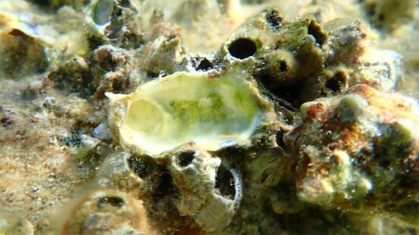 istock Giant oyster or Pacific oyster, immigrant oyster (Magallana gigas) shell undersea 1798859126
