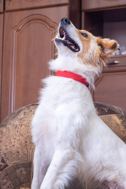 Red-haired fluffy dog smiling at home close up