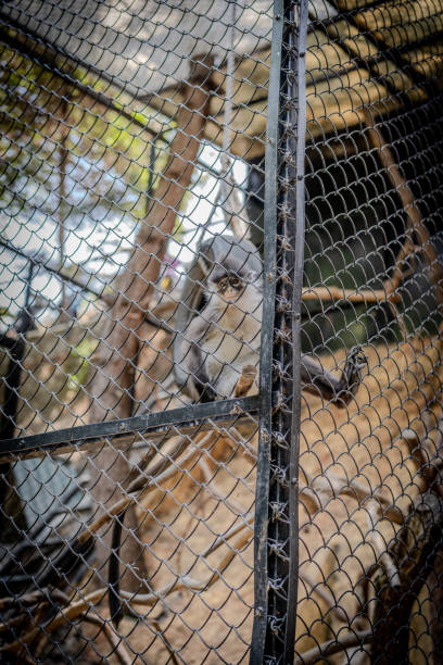 pequeño mono dentro de la jaula - beauty in nature day animal monkey fotografías e imágenes de stock