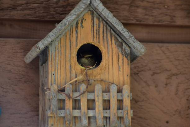 istock Nesting Wren Mother Bird in Birdhouse 1798886458
