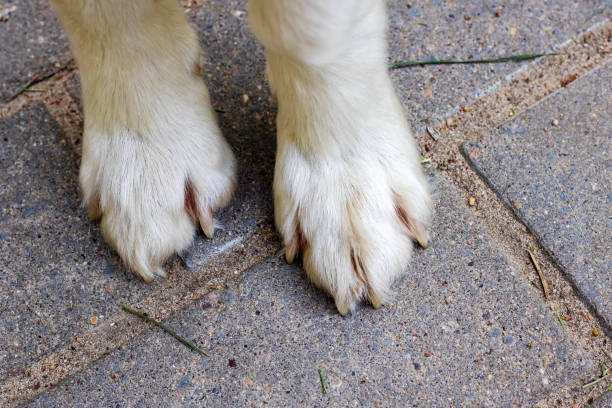 istock White dog paws on paving slabs closeup 1798887512