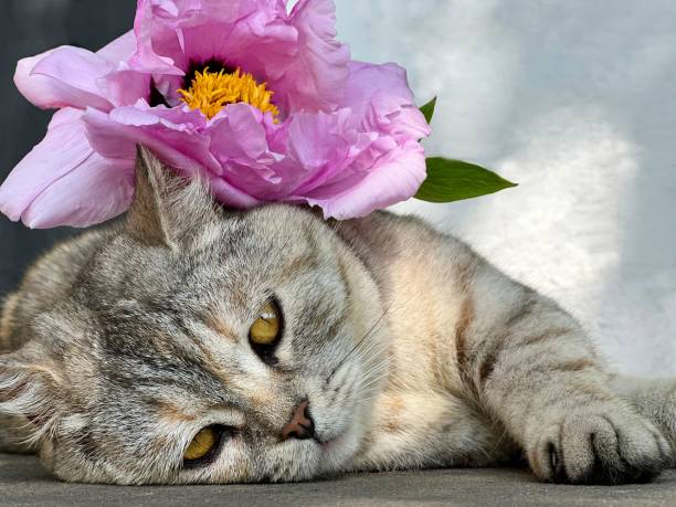 istock Cute cat with flower lying on the floor. 1798896152