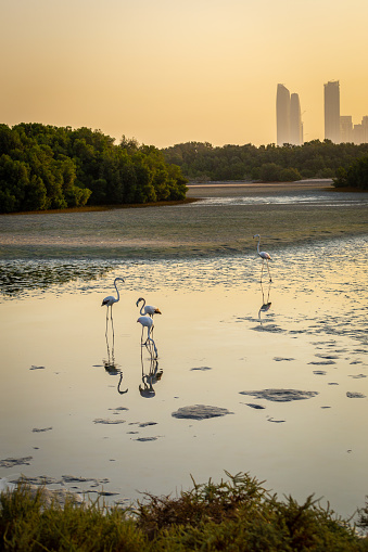 Greater Flamingos (Phoenicopterus roseus) at Ras Al Khor Wildlife Sanctuary in Dubai, wading in lagoon and fishing, with Dubai skyline in the background, reflections in the water, sunset.
