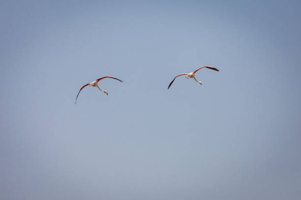 Two Greater Flamingos (Phoenicopterus roseus) flying in a row over Ras Al Khor Wildlife Sanctuary in Dubai, UAE.