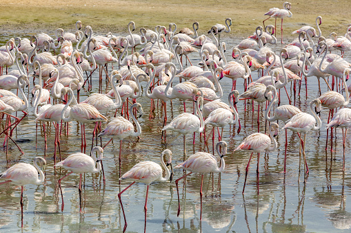 Flock of Greater Flamingos (Phoenicopterus roseus) at Ras Al Khor Wildlife Sanctuary in Dubai, wading in lagoon and fishing.