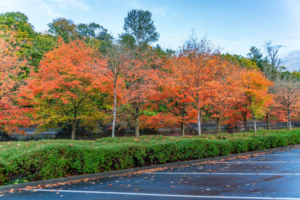 istock Coulon Park Fall Leaves 7 1798909594