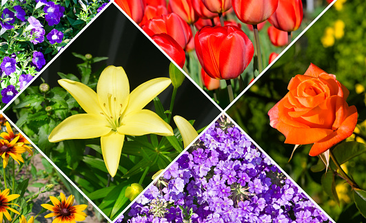 Photo collage of colorful garden flowers.