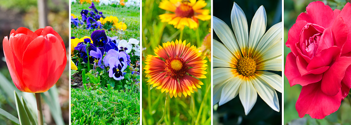Photo collage of colorful garden flowers. Wide photo.