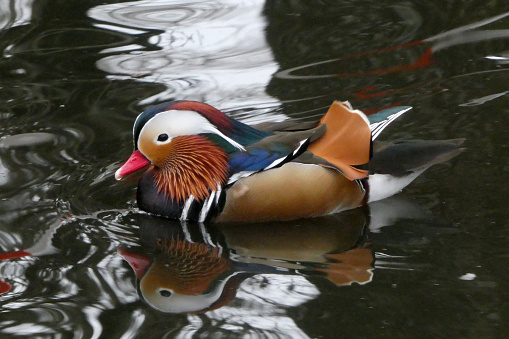 Close shot of a beautiful male mandarin duck (Aix galericulata) swimming on a pond.