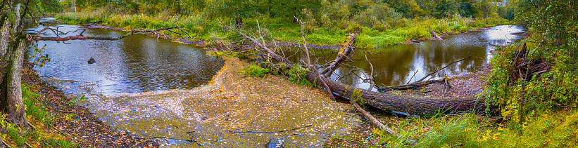 Pond with Snags And fallen Trees Floating in The Pripyat River and Dry Grass and Trees on Field of Polesye Natural Resort in Belarus. Panoramic Image