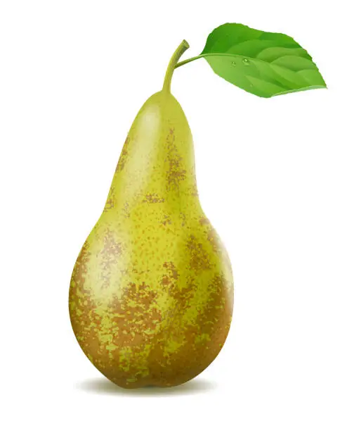 Vector illustration of realistic pear