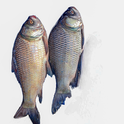 Catla fish on a white background