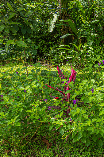 Costa Rica, Parque Nacional Carara - July 22, 2023: closeup of bright red-purple Cordyline plant set in green foliage