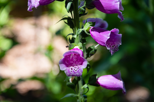 Lady's glove, purple foxglove in bloom. Botanical garden, partial shade