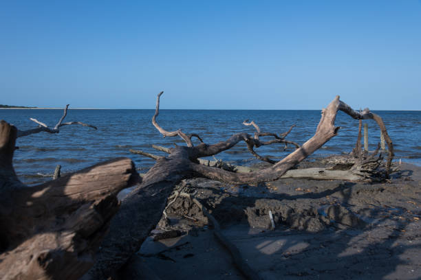 Coastal storms have washed the topsoil away from a seaside forest on Edisto Island in South Carolina leaving the beach covered with dead and weathered trees.