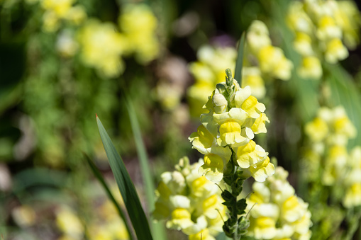 Snapdragons in full blooming at the Riverbanks botanical gardens. Yellow