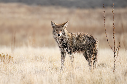 Coyote, canis latrans, Utah
