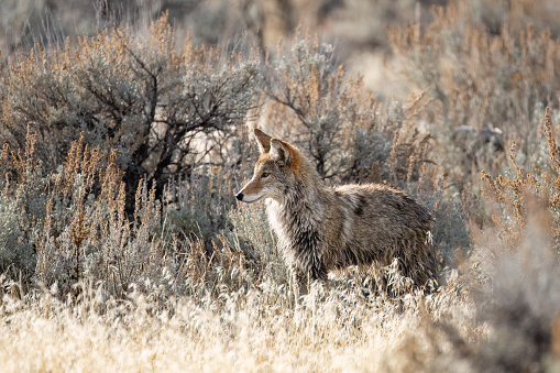 Coyote, canis latrans, Utah