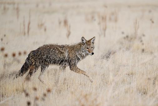 Coyote, canis latrans, Utah