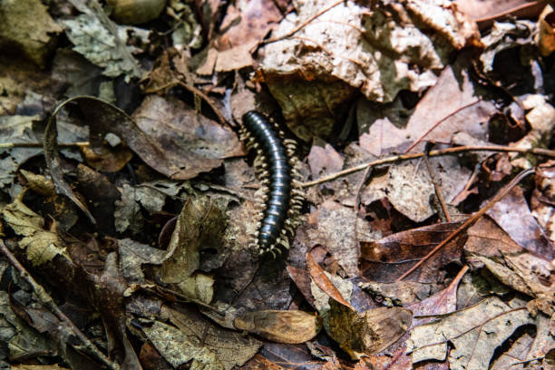 istock Millipede crawling on decaying leaves on the forest floor 1798962342