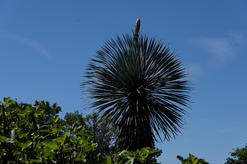 A coconut palm tree isolated against white.