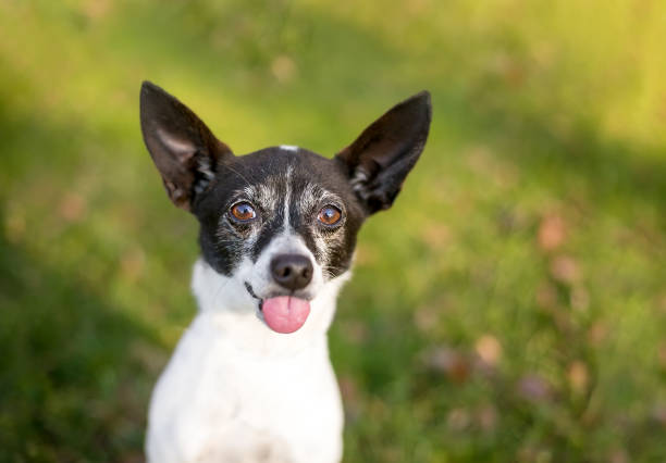istock A Rat Terrier mixed breed dog sticking its tongue out 1798970227