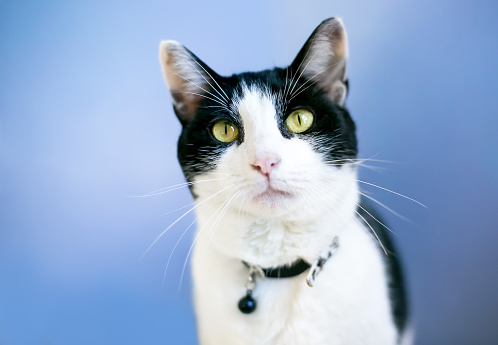A black and white Tuxedo shorthair cat wearing a collar with a bell