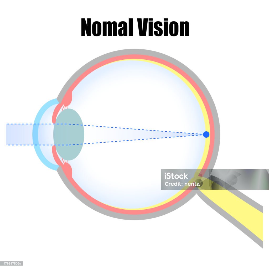 Human Eye Normal Vision Illustration Of Normal Eyeball Stock Illustration - Download Image Now ...
