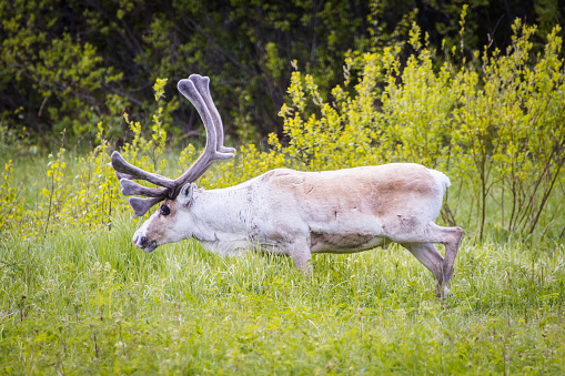Mighty reindeer with massive antlers grazing in the nature, Finland, Lapland