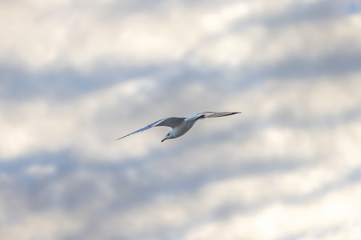 This is a photograph of a seagull flying in the blue sky with some clouds.