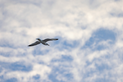 Seagull is flying with blue sky background.