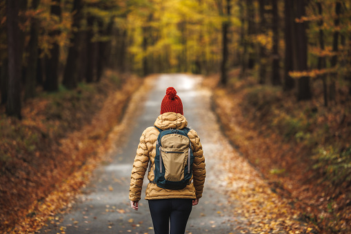 Woman hiking in autumn forest. Female tourist with backpack walking on road in woodland