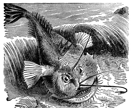 An Angler Monkfish (lophius piscatorius). Vintage etching circa 19th century.