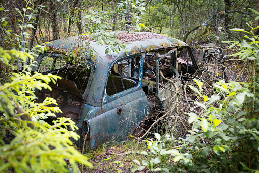 Old car rotting in a forest, overgrown by plants