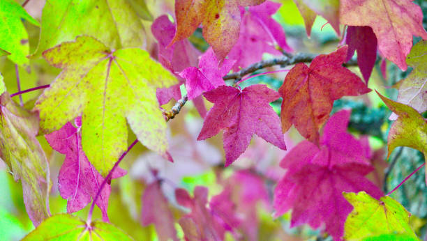 sezonowe estetyczne obrazy jesiennych liści zmieniających kolor - maple tree autumn tree vibrant color zdjęcia i obrazy z banku zdjęć