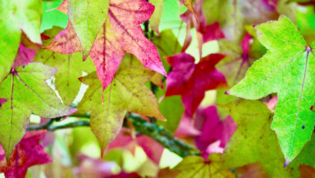 sezonowe estetyczne obrazy jesiennych liści zmieniających kolor - maple tree autumn tree vibrant color zdjęcia i obrazy z banku zdjęć