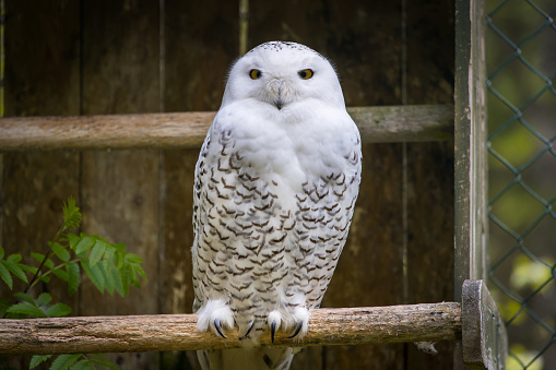 Snowy Owl sitting in a cage in the zoo in finland