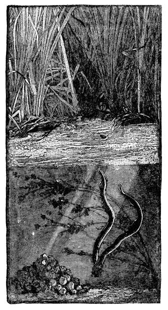 istock Sea Lamprey Fish (Petromyzon Marinus) Building a Tailspill - 19th Century 1798999971