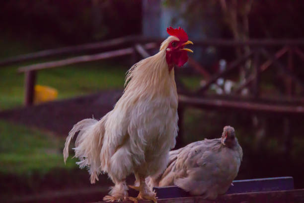 istock Rooster and hen walking on the ranch 1799007946