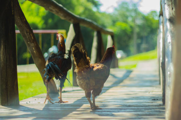 istock Rooster and hen walking on the ranch 1799007979